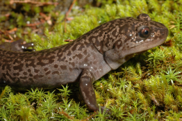 Idaho Giant Salamader